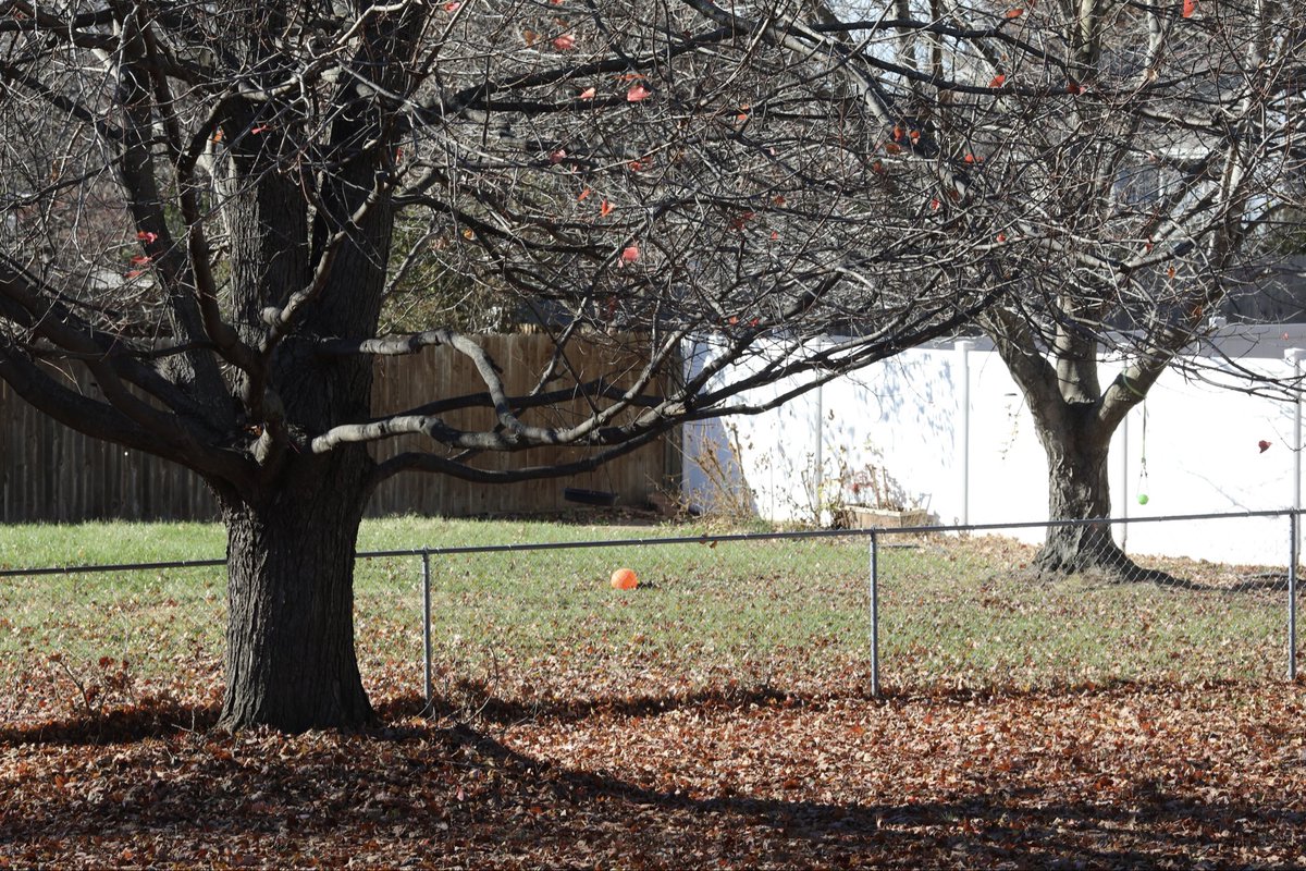 TSAIS (@tsaisusa) on Twitter photo 