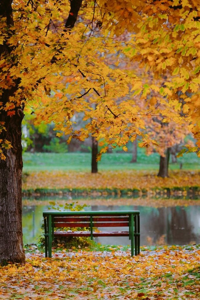 LOLA_CULE's tweet photo. #AutumnTime  🍁🌿🌼🍂🌾
 Contèmplalo. https://t.co/kfa5mDHOeM
