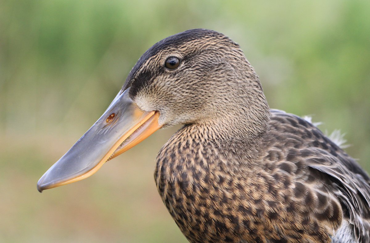 The ringing of Shoveler ducklings is somewhat of an #LDV speciality, so it was nice to receive a <a href="/_BTO/">BTO</a> recovery of one this week (ringed as a young male at Wheldrake Ings in July 2021 - recovered at Valle Morosina, Padova, Italy last week) 1,338 km SE of the reserve <a href="/YorkBirding/">York Birding</a>