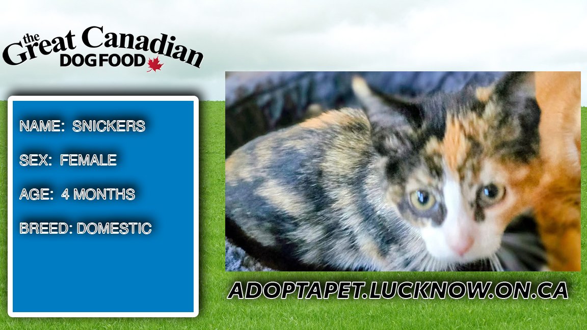 Here's SNICKERS, CoOL's Pet of the Week!
Thanks to The Great Canadian Dog Food  &amp; Adoptapet Pet Rescue!
wingham.coolradio.ca/pet-of-the-wee…