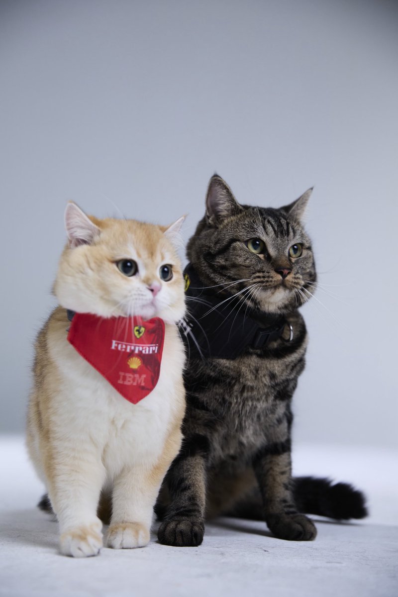 อุนยาย อุนแม่ทุกคนคะ 🐣
มี ปฏิทินหมูๆ เอ๊ย หนูๆ ไว้ใช้กันหรือยังน้า?
ปฏิทินปีนี้คิ้วท์มาก ๆ ใช้แล้วใจฟูเหมือนได้รับแสงแดดอุ่น ๆ ตอนเช้าเลยค่ะ ☀️💛

ถ้าอยากได้ก่อนใคร กดสั่งก่อน 4 ธันวาคม นี้นะคะ
แล้วมารับหน้างานกันแบบสดใสกรุบกริบได้เลย ✨🌼

#ปฏิทินน่ารัก #หมูๆหนูๆ #โทนใสหัวใจฟู