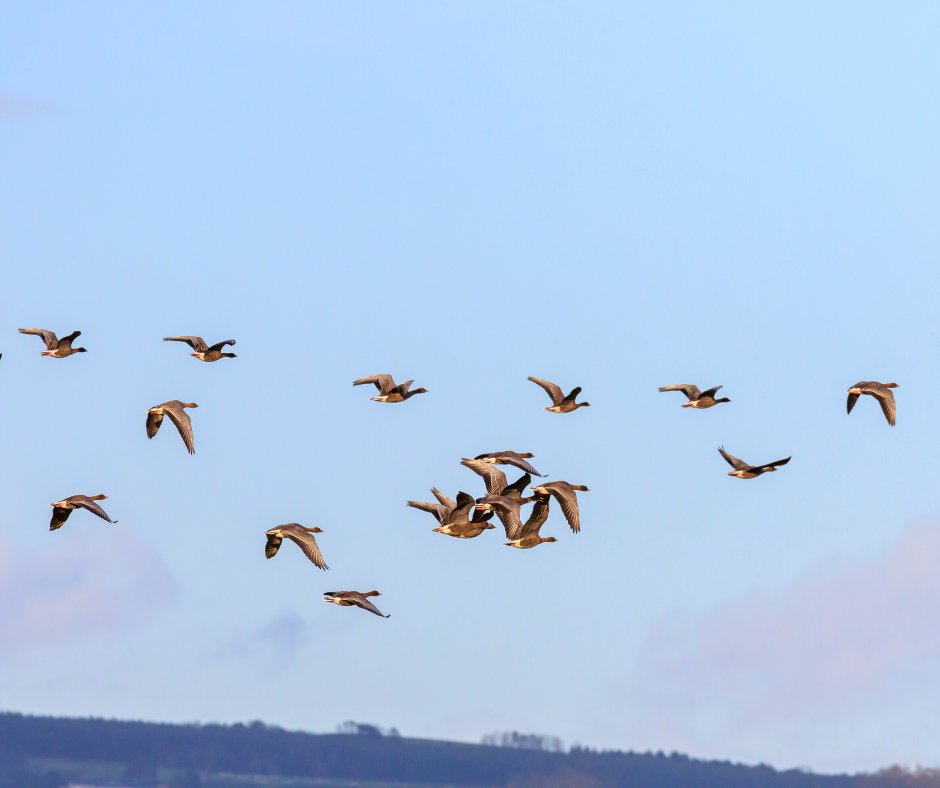 🦆 Love birdwatching? Stay at Heacham Manor and catch the Pink-Footed Geese or the amazing Whirling Waders at RSPB Snettisham this winter.

Cosy rooms, great food, and just a short drive to Norfolk’s top wildlife spots!

🔗 heacham-manor.co.uk