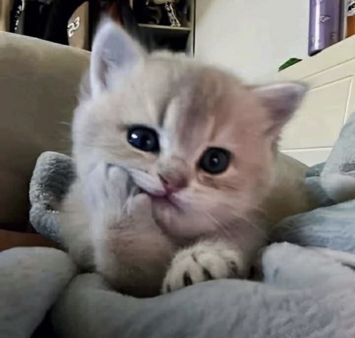 sakodmaisakid's tweet image. 251127 NY 영통 

(*｀へ´*)

#재민 #JAEMIN #ジェミン