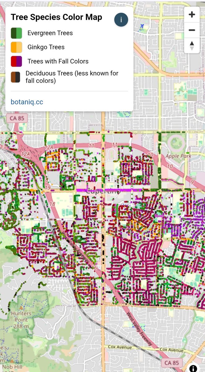 cxcxcxcx's tweet image. Looking for fall colors in the bay area? I got AI to parse tree species in city tree databases, find them in residential areas treecolors.botaniq.cc #fallcolors #SanJoseCA #Berkeley  #SanFrancisco