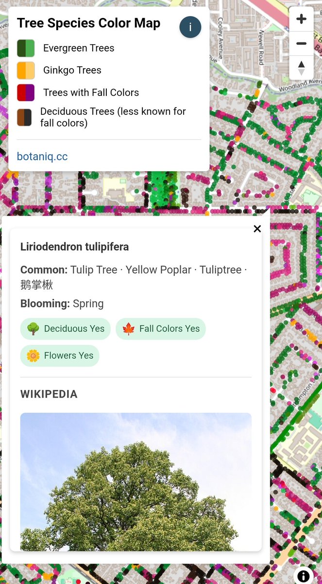 cxcxcxcx's tweet image. Looking for fall colors in the bay area? I got AI to parse tree species in city tree databases, find them in residential areas treecolors.botaniq.cc #fallcolors #SanJoseCA #Berkeley  #SanFrancisco
