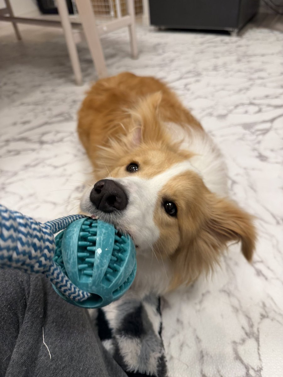 ポケモンばっかじゃないよ！！ラピとも遊ぶよ！！ロープ多めだけど！