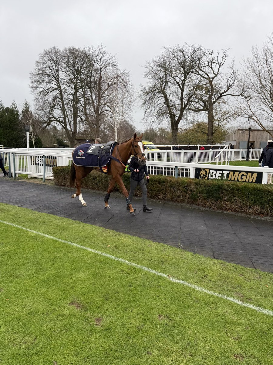 Mondo Man before his return at Lingfield 💪
