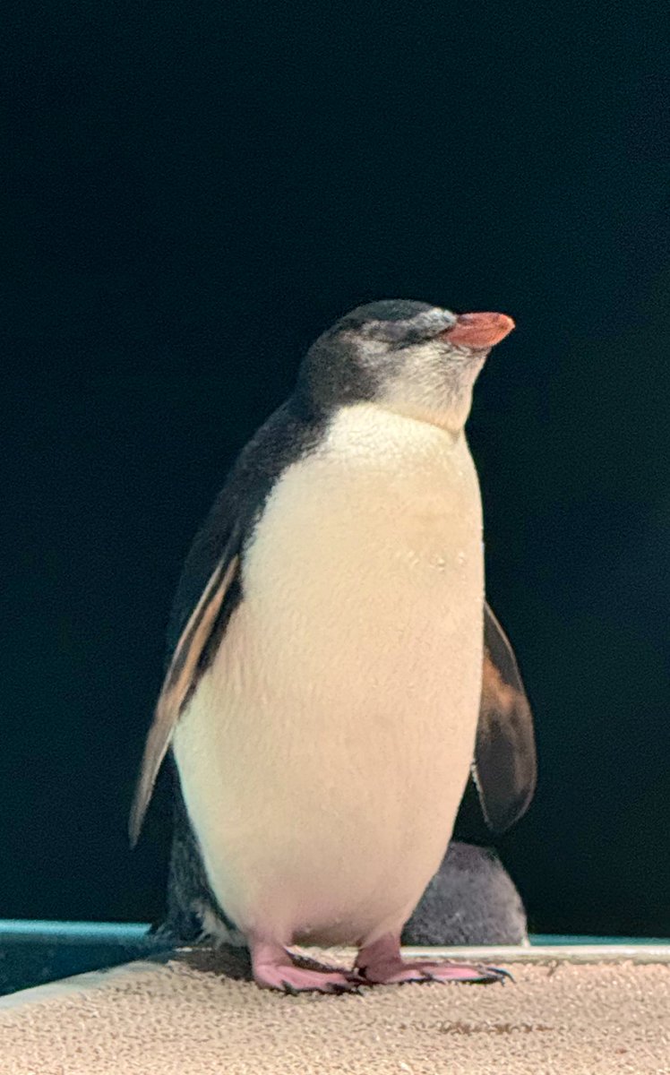 ぎんぺーのしっぽ🐕 (@chiec7) / Posts / X