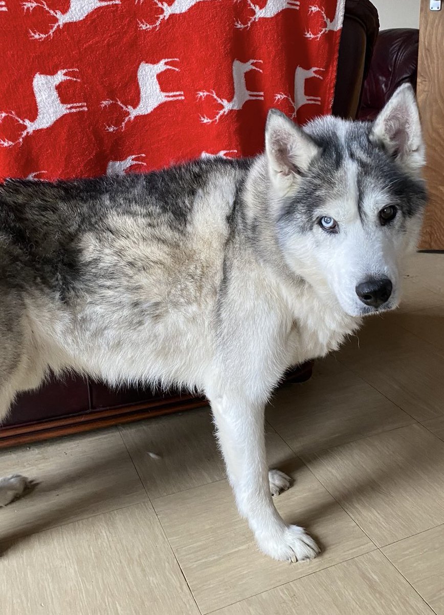 ProseNCompose's tweet image. Rest in peace, Shiloh. April 2012-November 27th 2025. You were the best dog anybody could’ve ever wished for. I will cherish your memories for the rest of my life, little man, and not a day will pass where I won’t think of you. You’re not in pain any more. I love you. ❤️ 🐕 🪦