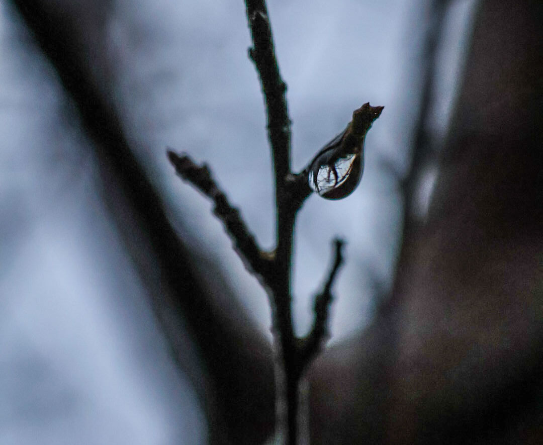 NelleBloem's tweet image. #AlphabetChallenge #WeekVforVowels
Angry looking eye tree.