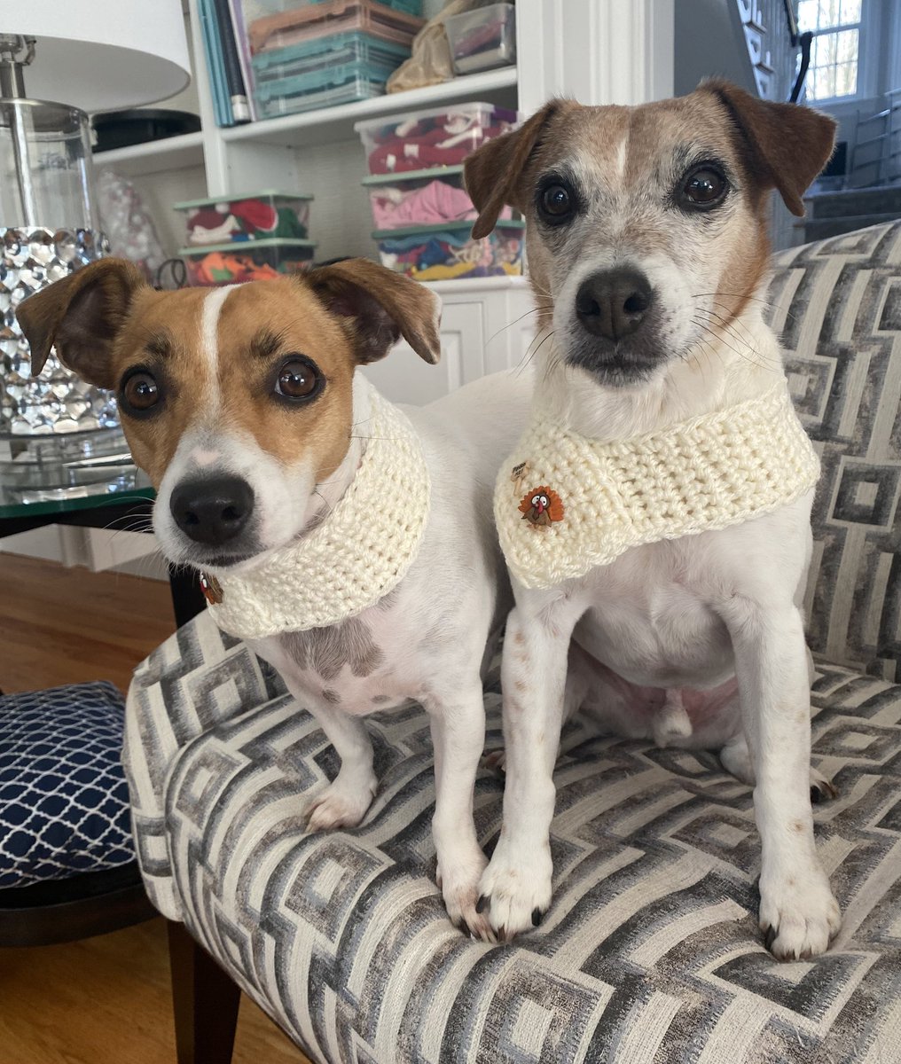 #HappyThanksgiving 🧡🦃💚#Thanksgiving #DogsofX #dogsoftwitter #dogs #zshq #LittleBear 🦃 #BabyBea 🧡
We are THANKFUL beyond barks! Love &amp; Gratitude to all our anipals &amp; Hoos! 🧡🦃💚