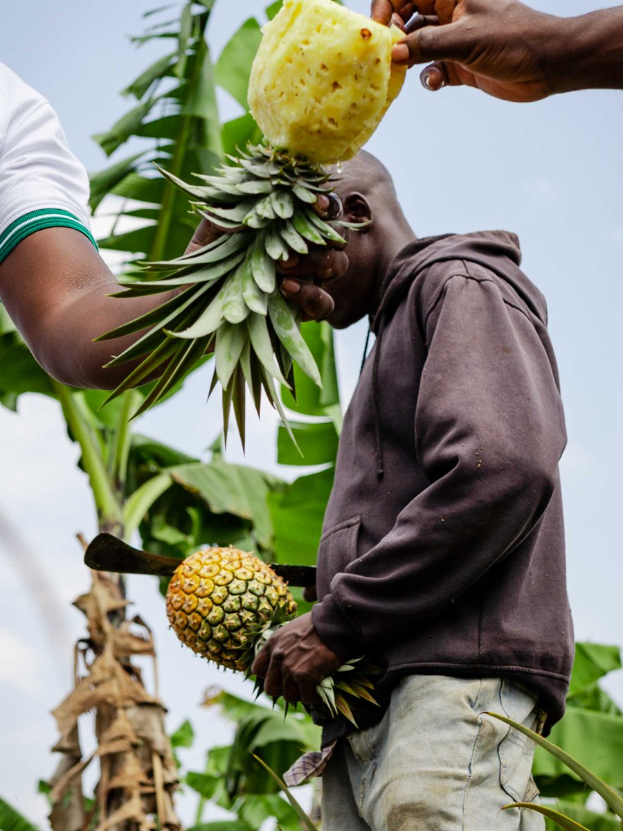 Looking to rent farmland for pineapple farming? 🍍

At AgriShare, we connect landowners with farmers ready to cultivate pineapples. Our pineapple farmers typically rent land for 5-year periods.

If you’re a farmer looking for land—let’s talk!

#AgriShare #PineappleFarming