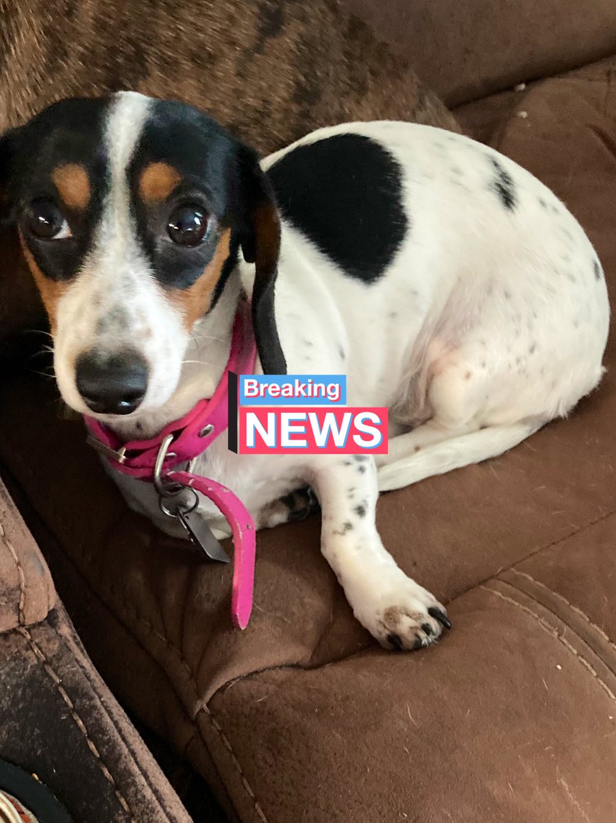 Happy Birthday Molly she is 2 year today