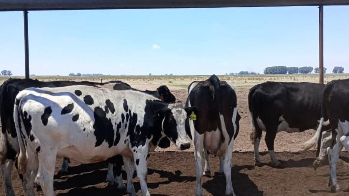 #EstrésCalórico Combatirlo exige un enfoque integral, basado en: 
☂️ Sombra  
💧 Agua
🌬️ Ventilación y aspersión  Además: 
🔸 Evitar encierres prolongados bajo el sol 
🔸 Priorizar ordeños y alimentación en horas más frescas 
🔸 Mantener corrales limpios
¿Cómo estamos por ahí?