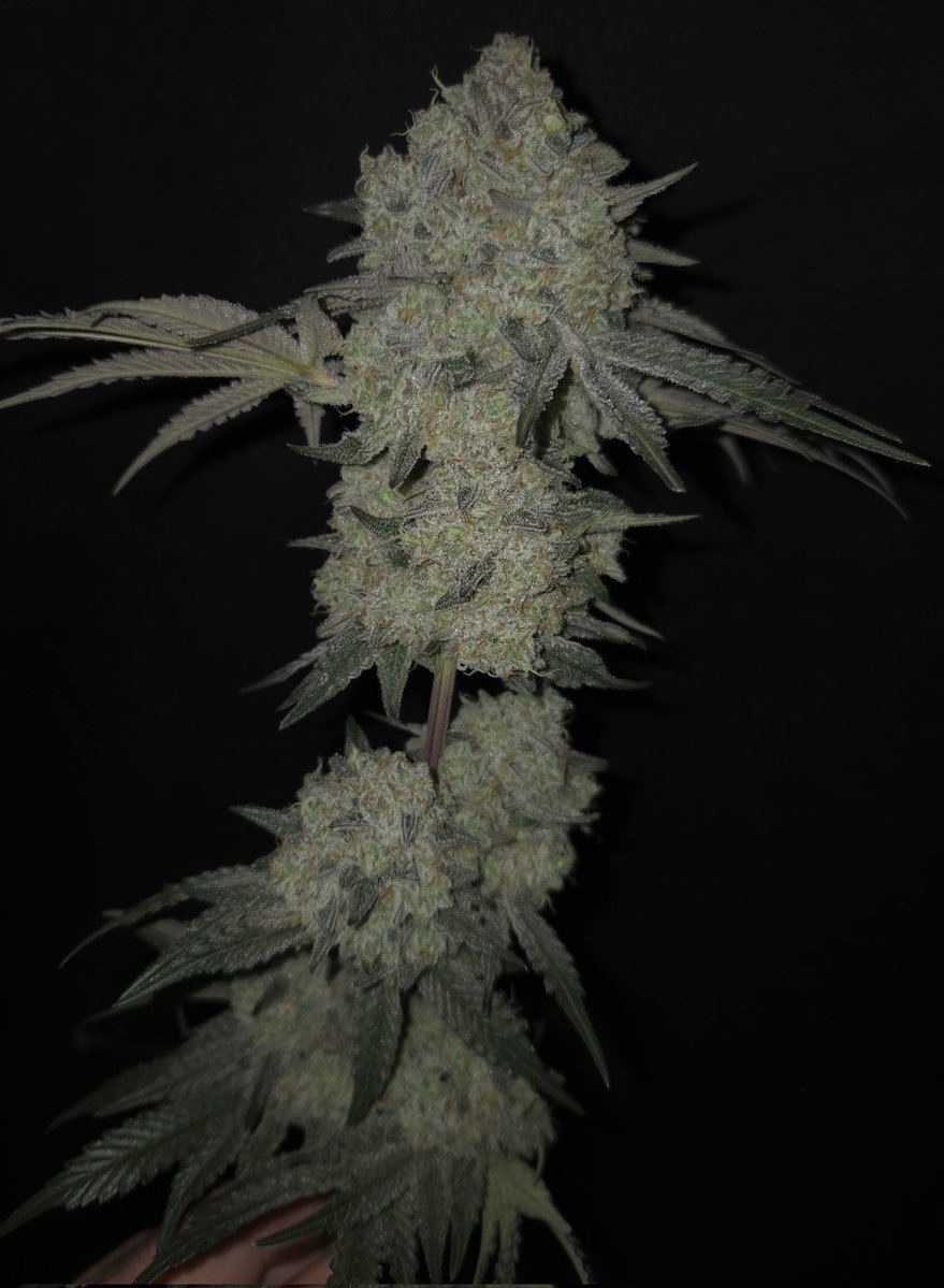 kclightup's tweet image. Chopped both @wolf_genetics Urkle Mac. Some beautiful ❄️ buds and smell amazing!!!
#growyourown #fuckcancer #GetScreened