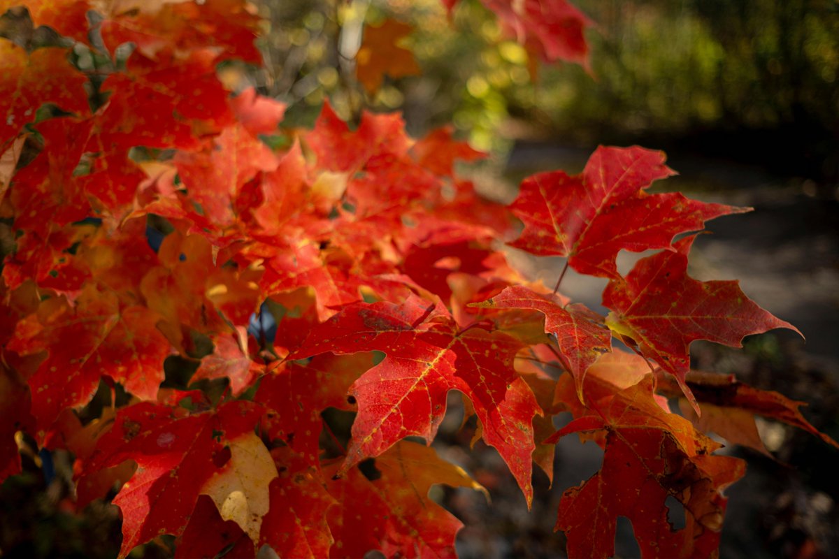 The Goldman Environmental Prize tweet media