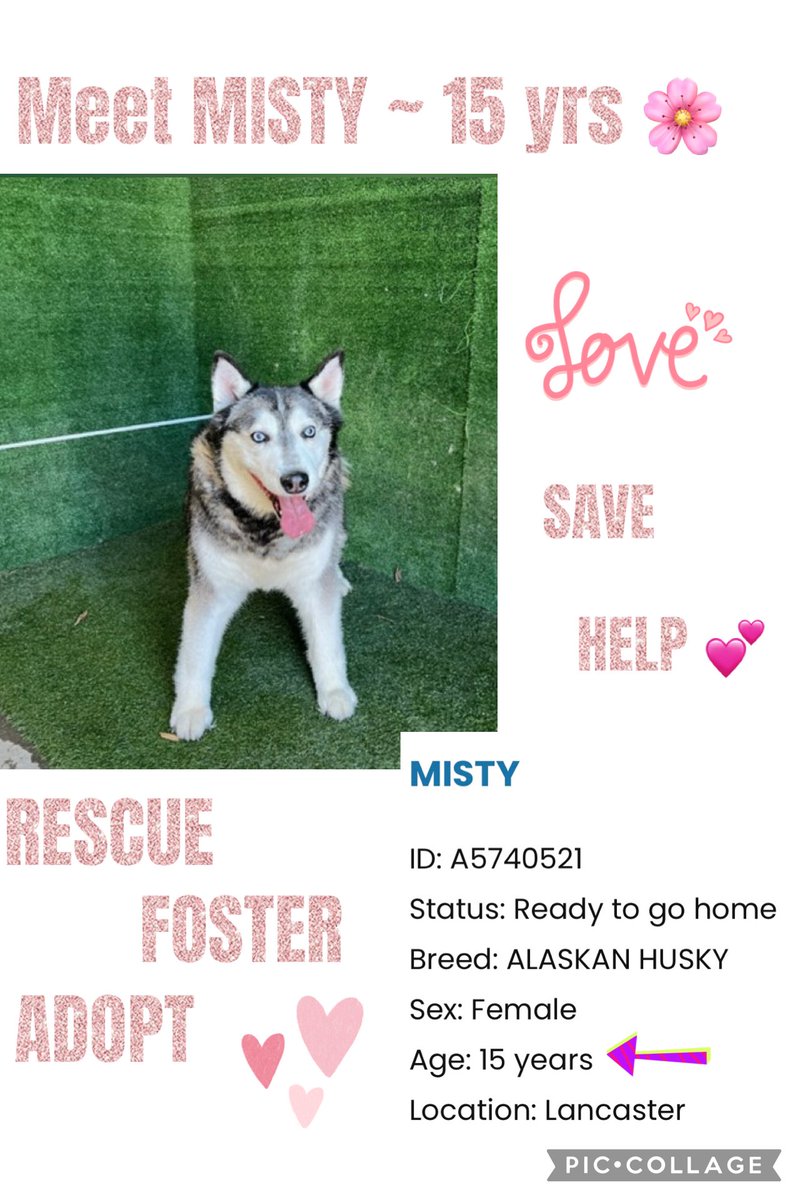 SarahjaneGille1's tweet image. This is truly SAD a 15 yr old dog in a shelter MISTY #A5740521 F #AlaskanHusky @AnimaLancaster no place 4 MISTY “ALL HANDS ON DECK” I will check FB INSTA for INFO for Now EVERYONE #REPOST #TAG for MISTY to be noticed seen liked viewed NOW ⬇️ #shadowhuskyrescue #grandpawsrescue 🆘