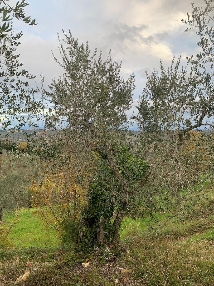 Early morning walk
Olive-tree choreography