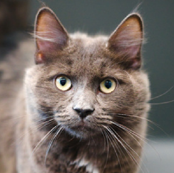 JLthekid9999's tweet photo. 🆘🆘 LOKI (ID 241338), 1 YO, MALE – IN QUEENS ACC - came into the shelter as an owner surrender on 11/10/2025, with the surrender reason stated as animal behavior - not good with kids. 🆘🆘 😿 😿 😿 😿
➡️TBD 11/29/25
➡️ NEW HOPE PARTNER RESCUE ONLY
➡️ JUST A BABY
➡️ TOO LOW ON PLEDGES TO STIMULATE RESCUE INTEREST
➡️🆘🆘 6th Chance on Emergency Placement List – VERY RARE – SHELTER AT CAPACITY - COULD BE LAST CALL FOR LOKI - VERY HIGH EU/SILENT KILL RISK– 🆘🆘 😱🔥🔥😱
➡️ 18 DAYS IN SHELTER – TOO LONG – TIME IS RUNNING OUT
➡️ LOKI IS ON THE EPL FOR BEHAVIORAL REASONS - He is not thriving in the care center and continues to display challenging behavior during interactions. In addition to playtime, this cat would also benefit from mental exercise from activities such as puzzle toys/games, lick mats, or clicker training. Without providing activity for his/her mind and body, the cat may react with rough play, potentially resulting in bite/scratch incidents. He displays signs of petting-induced aggression as well. This designation often means that the cat will be given very little time for rescue/foster/adoption. 🔥🔥🔥🔥
What my friends at ACC say about me: I love to be loved, but on my own terms! Let's brush up on some feline body language together! My favorite pastime is being visually admired! Pet me with your eyes! I am not one to sit still! I will flourish in a home with someone that will keep me mentally and physically active! I am excitable and energetic! I will need positive outlets for my energy! ❤️ 😻❤️ 😻❤️ 😻
NEEDS OUT OF SHELTER ASAP –
Please RT or pledge, if you can, to save this little one.
@AdamsPaulGrimke
💔😿🙏Thank you