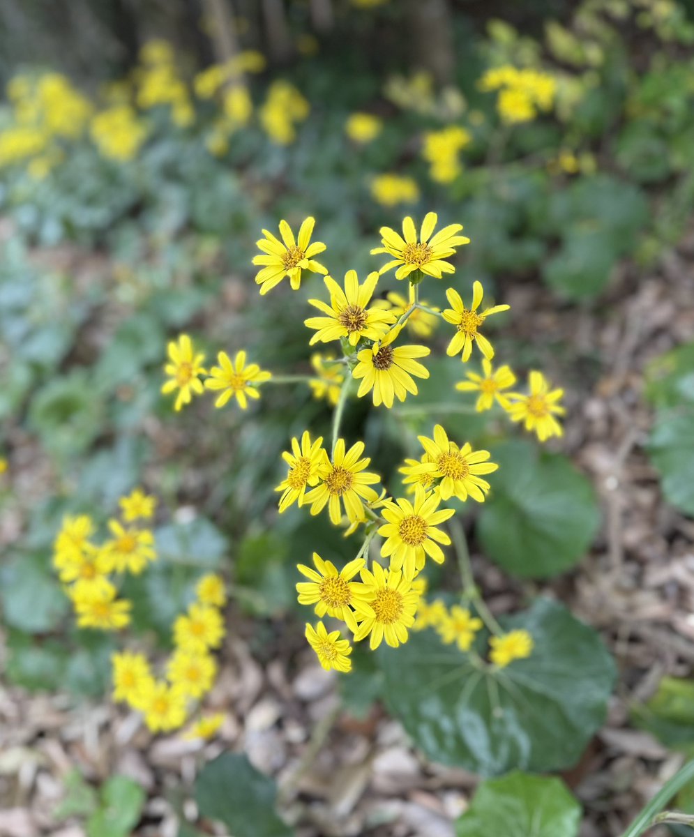 4f48kpMjSS8hjPt's tweet image. 25/11/27  はやしべさとし叙情歌を道づれに〜
朔風払葉(きたかぜこのはをはらう)〜大人になって初めて聴かれたというlistnerさんrequest
『旅愁』〜あなたとさとしの叙情歌…足利公演で聴きその時の感動を思い出されたlistnerさんrequest『渡良瀬橋』〜10th anniversaryではorchestra演奏で叙情歌も💓