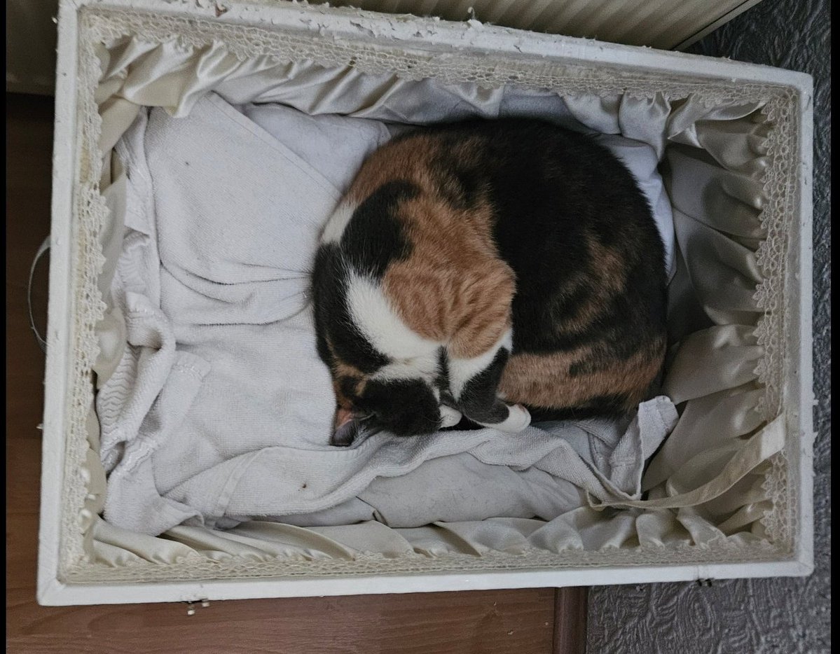 Kedilere yatak yapayım dedim, Hristiyanlarin kilisede ölü sergiledigi tabutlara benzedi gördükçe rahatsız oluyorum