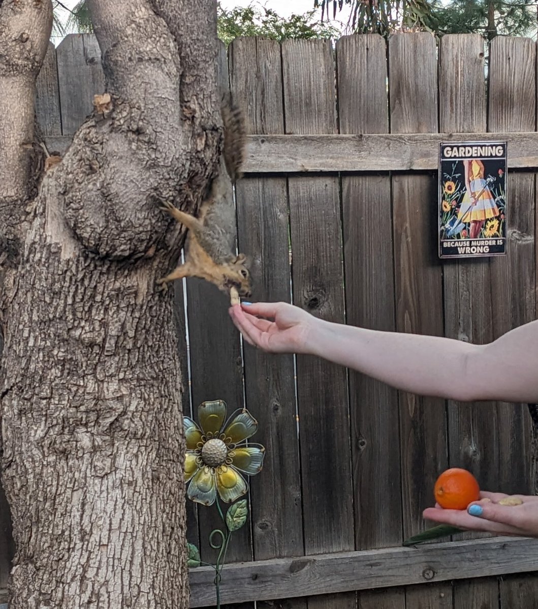 ChaosOnPaper's tweet image. I wanted to give my special buddy a treat for Thanksgiving. It never fails. He goes for the peanut every time. 

#HappyThanksgiving #backyard #squirrels #pets