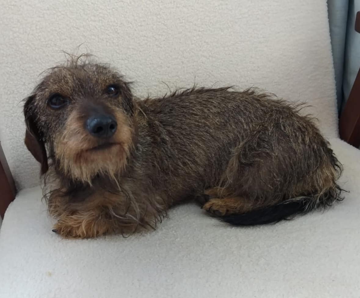 MissingPetsGB's tweet image. 🐕 PANDA, a miniature wire haired #dachshund went #missing while on a walk in fields behind her home on 25 November 2025.
Leddington, Dymock #Gloucestershire #GL18 area.
Microchipped, no collar.
If you spot Panda, please call right away. Do not chase or try to catch her.