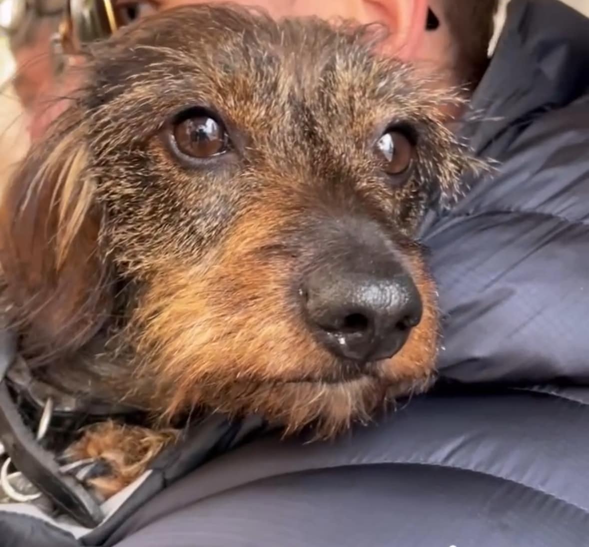 MissingPetsGB's tweet image. 🐕 PANDA, a miniature wire haired #dachshund went #missing while on a walk in fields behind her home on 25 November 2025.
Leddington, Dymock #Gloucestershire #GL18 area.
Microchipped, no collar.
If you spot Panda, please call right away. Do not chase or try to catch her.