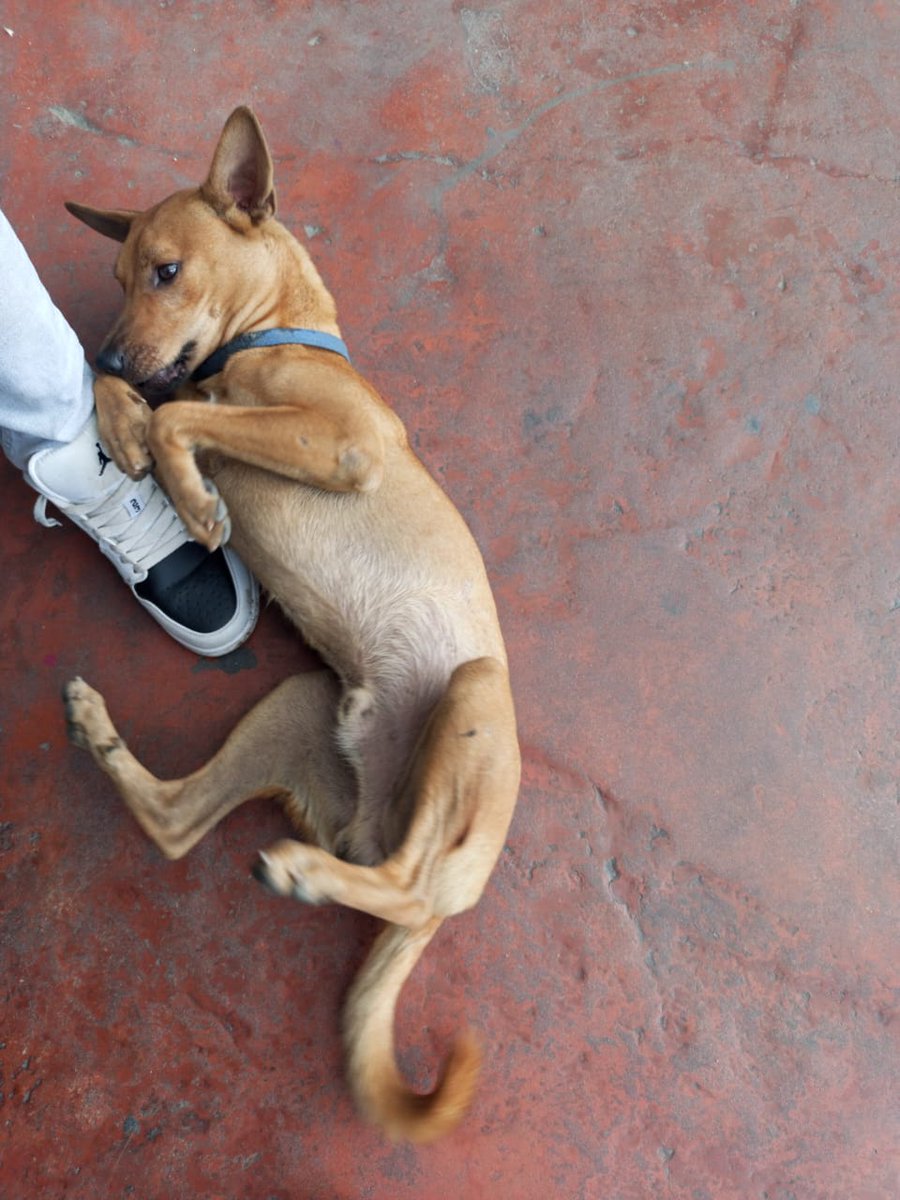 MargaritaPets's tweet image. Este perrito tiene dias deambulando en El Sambil. Tenía un collar azul, ya no lo tiene. Es muy cariñoso. Puede estar extraviado. Si lo reconoces por favor avisa a su familia. #islademargarita