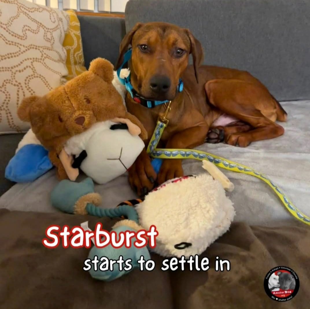 TAPNYACC's tweet image. 🎉🎊 Starburst🎊🎉
#NYCACC #240775
Has been Rescued !🎉
By the wonderful:
@AmsterDogRescue❤️
Tyvm 2 yr #Foster + all involved❤️
 
Ty 2 all 4 Pledging +Sharing! We couldn&apos;t have done it 
w/o u💗
 
Donations Welcome:
Amsterdog.org
PayPal:
Amsterdogdonations@gmail.com