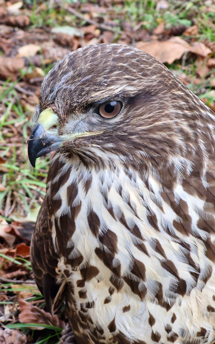Close up shot of a common buzzard that was feeding on carrion today <a href="/AlthorpHouse/">Althorp</a> 
Conservation@althorp.com