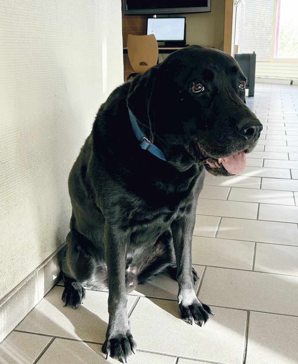 PompiersDuLot's tweet image. Lol, le chien d&apos;assistance judiciaire Lotois, placé depuis plusieurs années sous la garde bienveillante des personnels du Centre d’Incendie et de Secours de #Cahors est né le 27 novembre 2015. Il fête donc aujourd’hui ses 10 ans. Joyeux anniversaire à lui !
@FranceVictimes