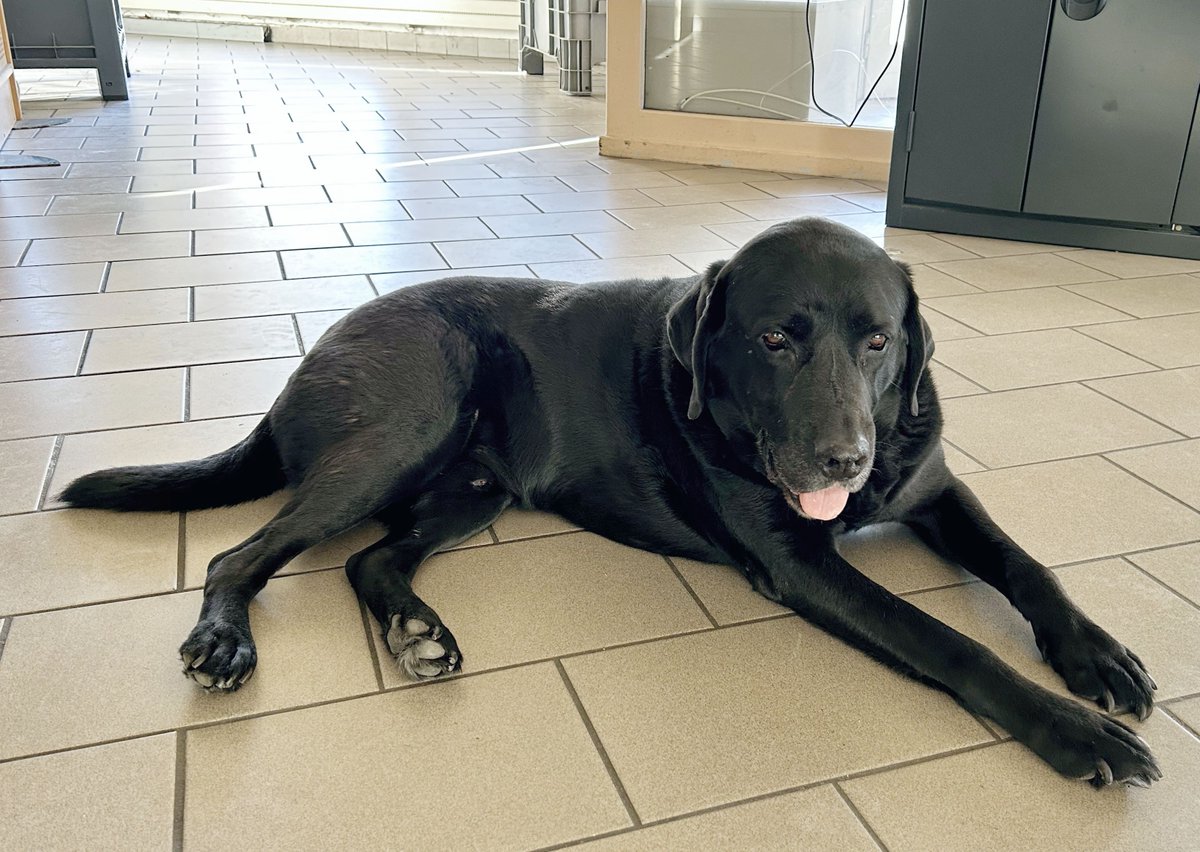 PompiersDuLot's tweet image. Lol, le chien d&apos;assistance judiciaire Lotois, placé depuis plusieurs années sous la garde bienveillante des personnels du Centre d’Incendie et de Secours de #Cahors est né le 27 novembre 2015. Il fête donc aujourd’hui ses 10 ans. Joyeux anniversaire à lui !
@FranceVictimes