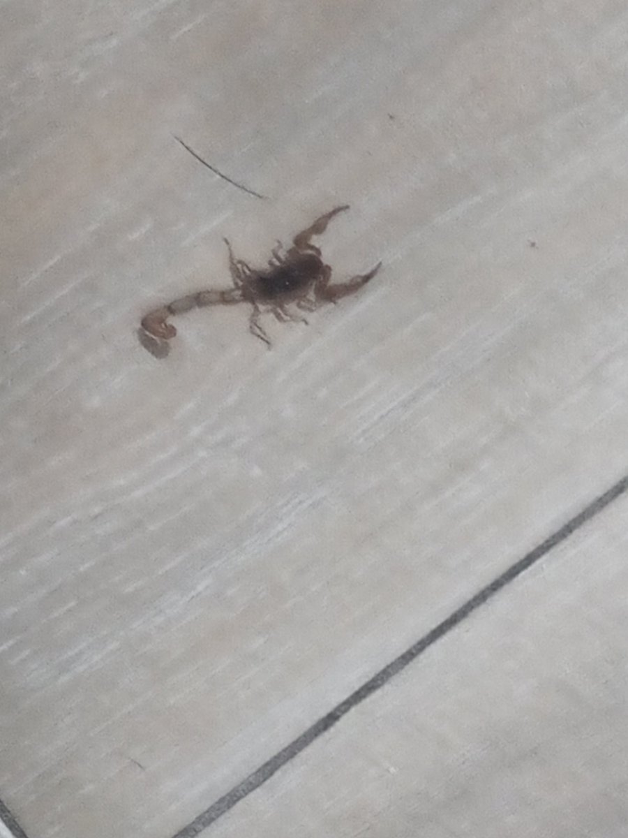 lilianadeteresa's tweet image. Anoche bajé por agua y no prendí la luz, bajé descalza, entré a la cocina y mi perro Pepe que es todo un policía vigilante, va a la cocina conmigo un poco alterado, ya que un día le picó uno y de ahí los odia y me advierte, así que le hice caso y al poner la luz ...zas!! un…