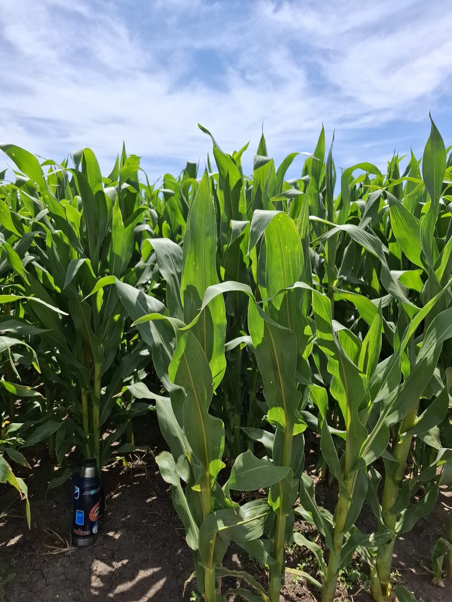 Maíz 🌽 de primera,  muy bueno !! Qué el clima acompañe!!! #agro #farm #campo #maiz #corn #agricultura Sur de Uy