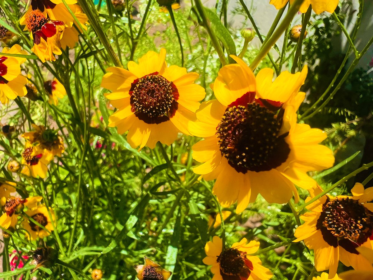 Aautoprivate's tweet image. بات کرنی مجھے مشکِل کبھی ایسی تو نہ تھی
جیسی اب ہے تری محفِل کبھی ایسی تو نہ تھی

اس کی  آنکھوں نے  خدا جانے کیا کیا  جادو
کہ طبیعت مری مائل کبھی ایسی تو نہ تھی

#MiK📸