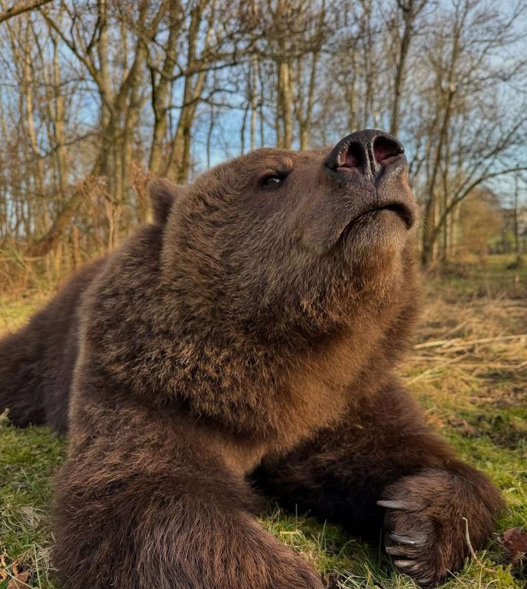 BearPosting's tweet image. 