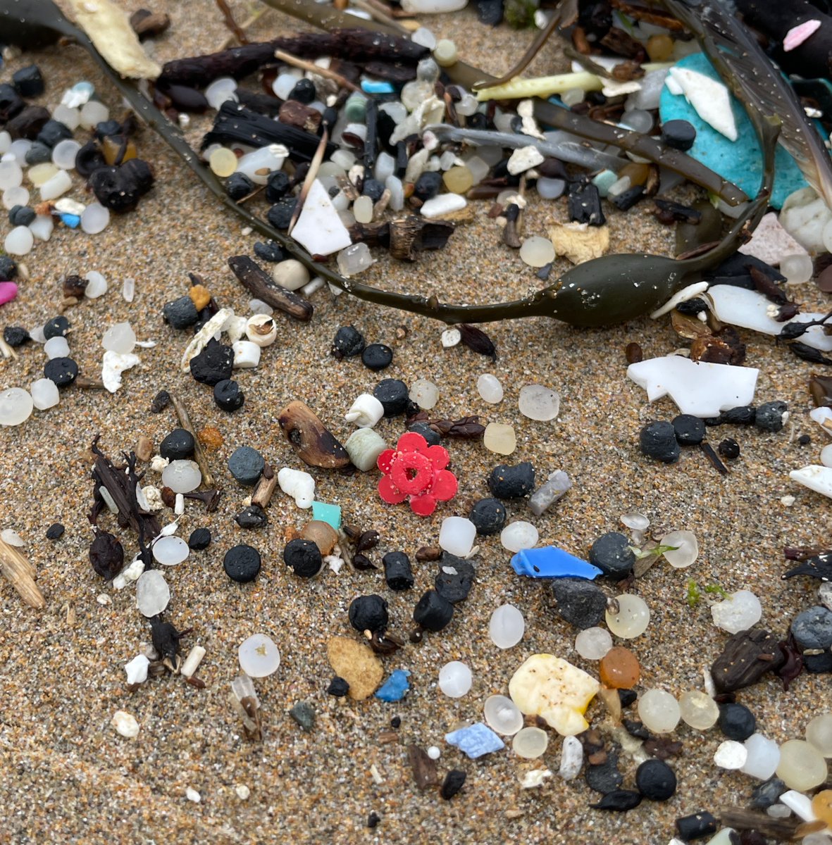 LegoLostAtSea's tweet image. Among tens of thousands of plastic fragments on the strandline, a red Lego flower, one of 161,264 lost overboard from the container ship Tokio Express on 13th February 1997. Still turning up, nearly 29 years on. The lingering legacy of Lego. #Cornwall