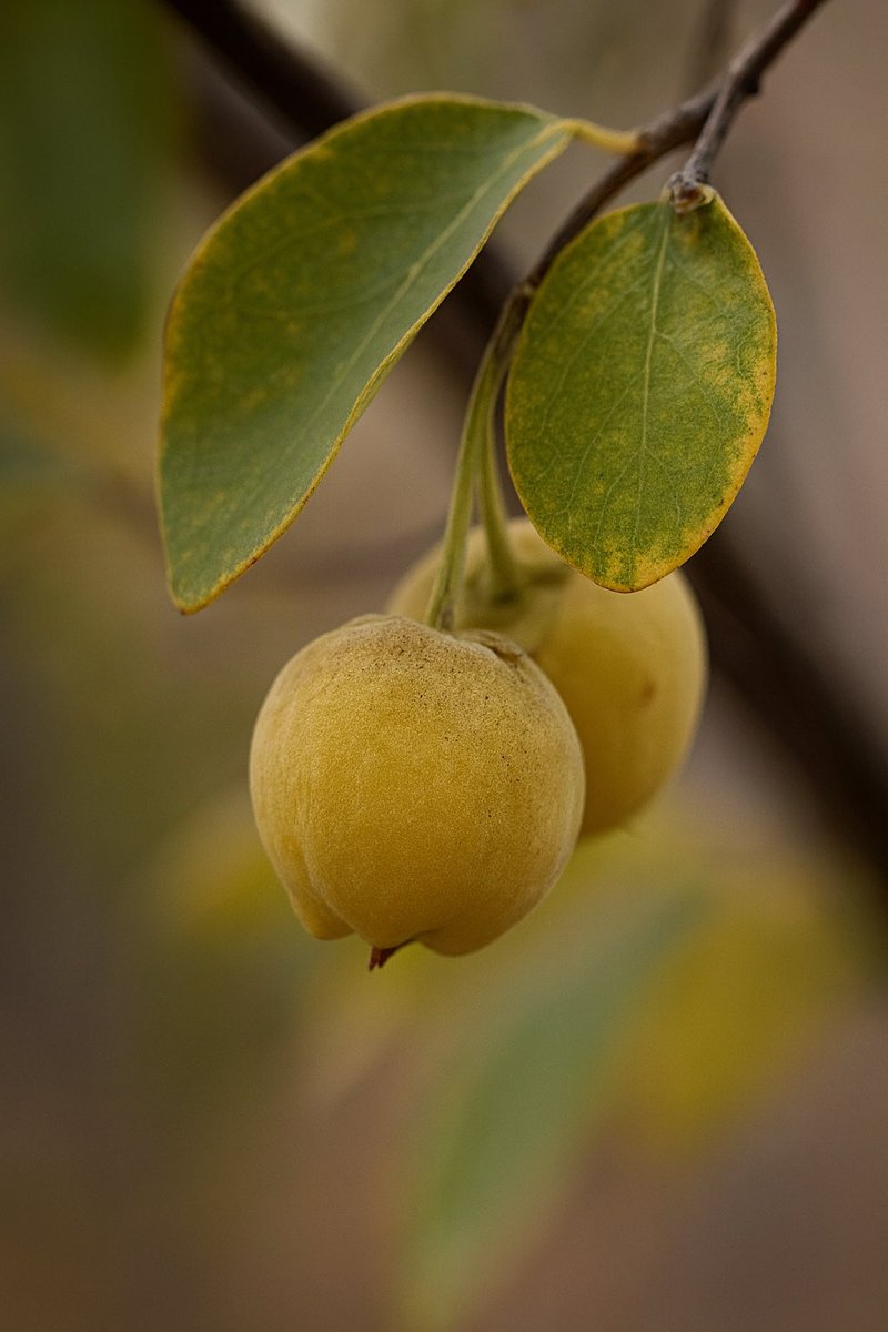 Halk arasında Ayı fındığı veya Tespih ağacı olarak bilinir. Tesbih ağacının meyveleri, bitkinin en çok merak edilen ama aslında en az dikkat çeken kısımlarından biridir.
Bu bitkinin meyveleri ilk bakışta çok gösterişli değildir. Küçük, sert ve yuvarlak yapılıdırlar. 

Genellikle