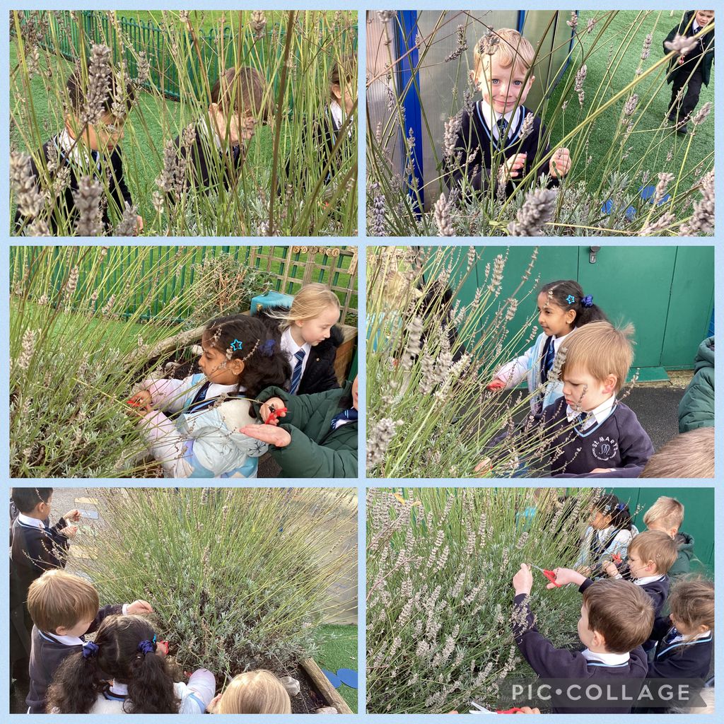 Reception have been giving the lavender  plant a much needed haircut.