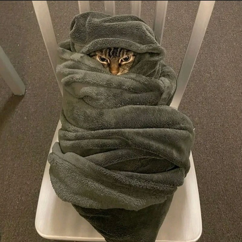 PunchingCat's tweet image. 