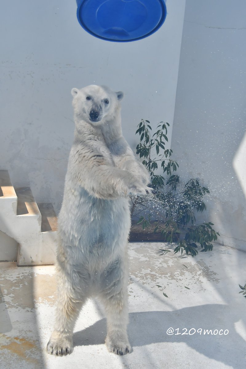 ポリドラムを投げ飛ばしてゴキゲン🤭なマルルの一瞬のカメラ目線💕
（20240613 熊本）

#ホッキョクグマ  
#polarbear 
#熊本市動植物園 
#kumamotozoo 
#マルル今までありがとう