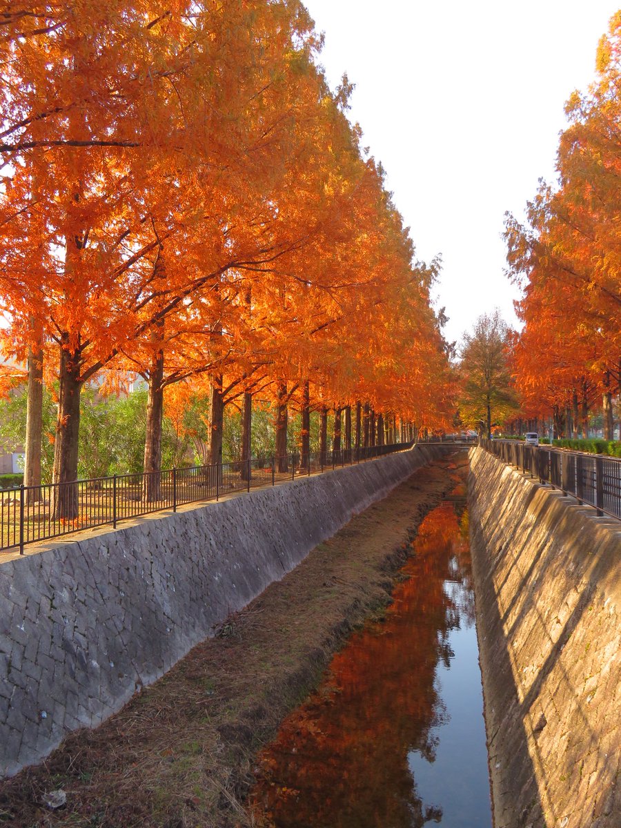k_yokomama's tweet image. 山口市維新公園内、みらスタ横のメタセコイアが色付いて綺麗です✨
明日 レノファ山口⚽️ホーム最終戦🔥最高の一日にしましょう🧡(^^)v
#メタセコイア並木　#みらスタ　#維新百年記念公園