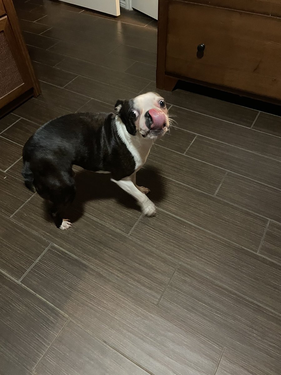 Happy Thanksgiving from the Poe Family and The Bam Bam!!! Let’s get to eatin’ 🦃😇🦃