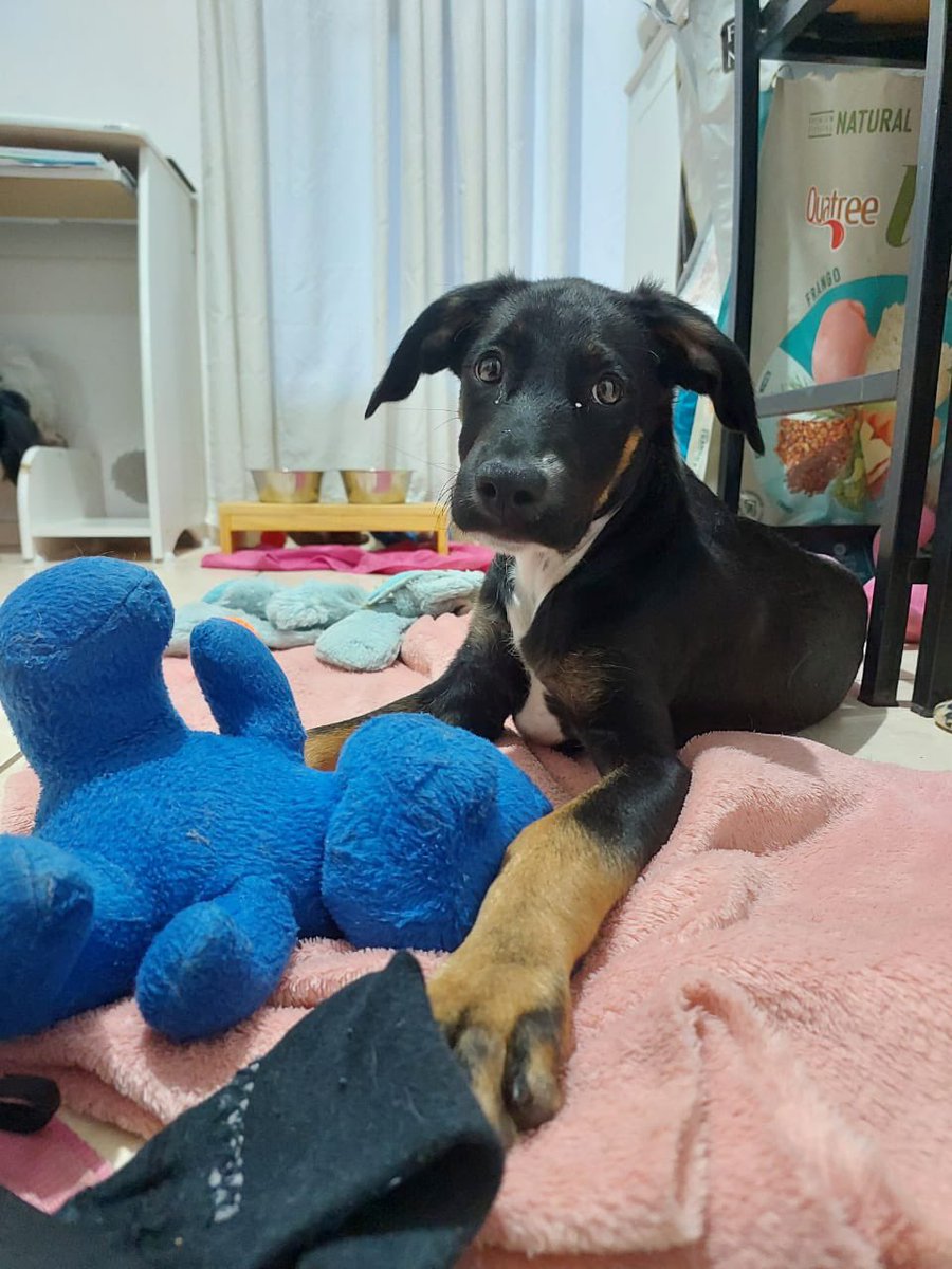 Minha amiga resgatou esse cachorrinho nas ruas de Lagoa Santa, mas não consegue ficar com ele.
Vou deixar o número pra quem quiser adotar.

31 99491-9544