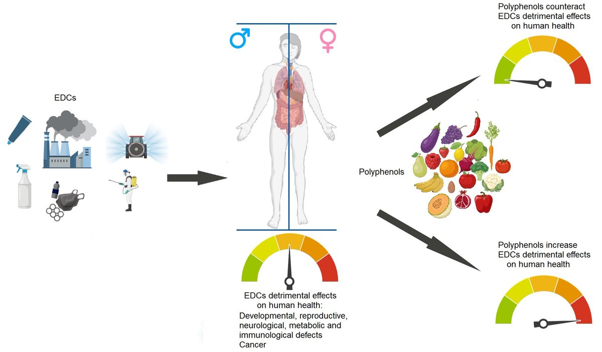 JoxMdpi's tweet image. 📘 Polyphenols Regulate the Activity of Endocrine-Disrupting Chemicals, Having Both Positive and Negative Effects

👨‍🔬 Prof. Dr. Roberto Bei et al.
🔗 mdpi.com/2981732

#EDCs #Polyphenols #Toxicology #EndocrineHealth