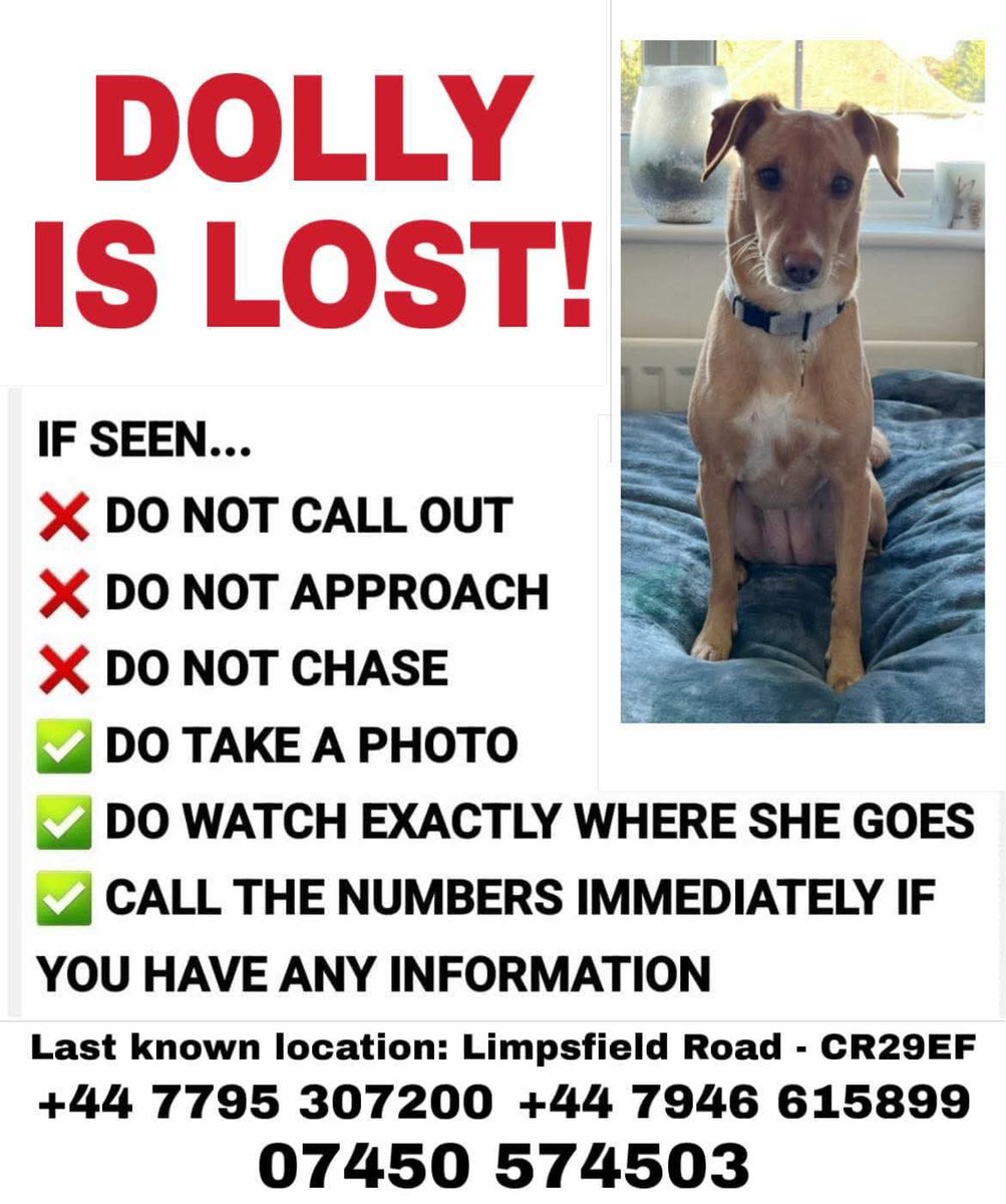 MissingPetsGB's tweet image. 🐕 DOLLY has gone #missing early this morning 27 November 2025 after being spooked &amp;amp; bolting, 
Lost near Limpsfield Road  South #Croydon #London #CR2
Dolly is a nervous rescue, new to her home. Please do not approach. 
CALL THE NUMBERS IMMEDIATELY IF
YOU HAVE ANY INFORMATION