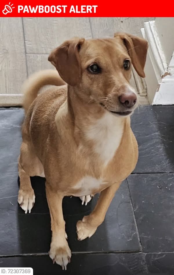 MissingPetsGB's tweet image. 🐕 DOLLY has gone #missing early this morning 27 November 2025 after being spooked &amp;amp; bolting, 
Lost near Limpsfield Road  South #Croydon #London #CR2
Dolly is a nervous rescue, new to her home. Please do not approach. 
CALL THE NUMBERS IMMEDIATELY IF
YOU HAVE ANY INFORMATION