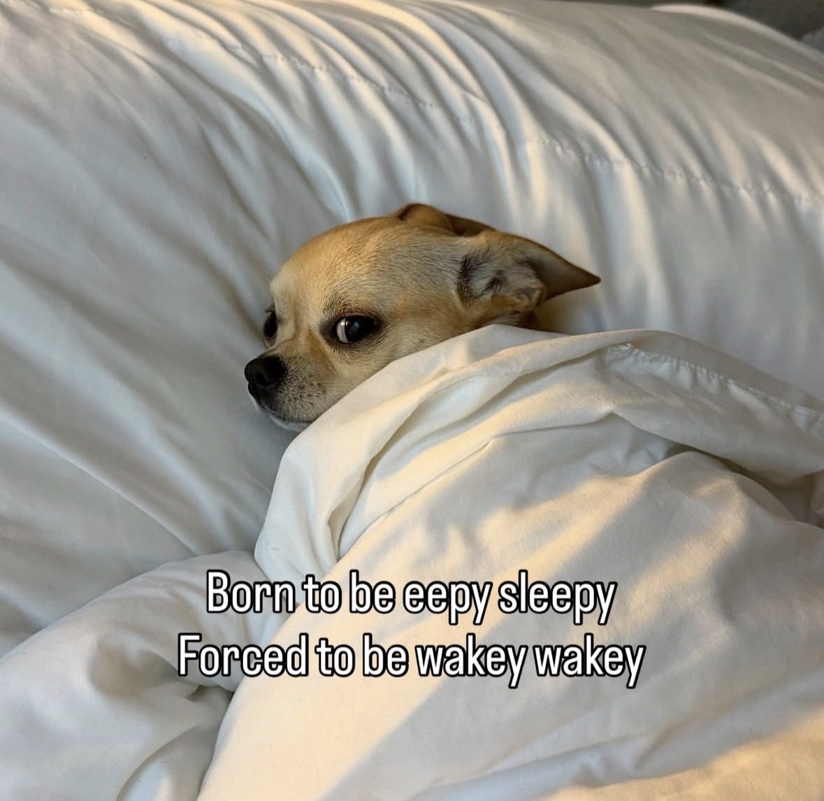 raccoon aesthetic. (@raccoonesthetic) on Twitter photo 