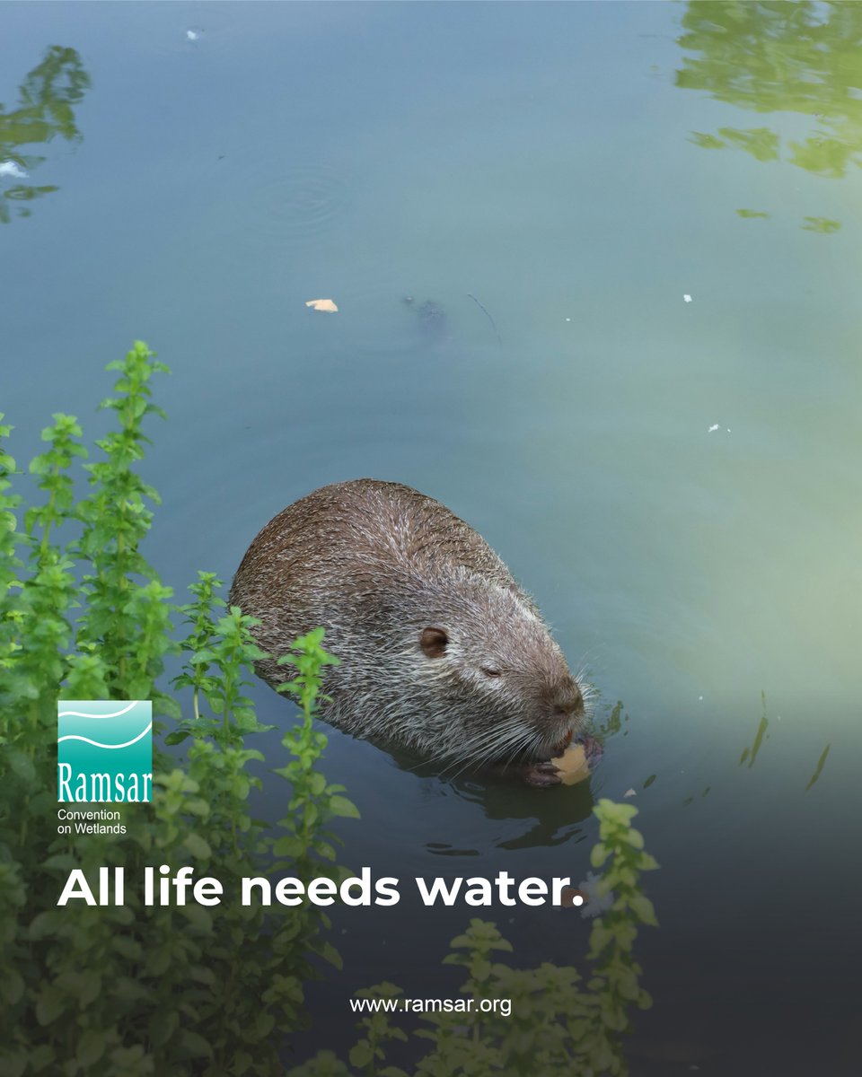 RamsarConv's tweet image. Wetlands are nature’s water regulators, storing and filtering the freshwater that sustains all life. 

Nearly all of the Earth’s accessible freshwater is contained in wetlands, including about a third in rivers and lakes.  

#WaterIsLife #WetlandsForOurCommonFuture